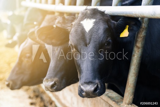 Picture of Black and white dairy cows in a barn